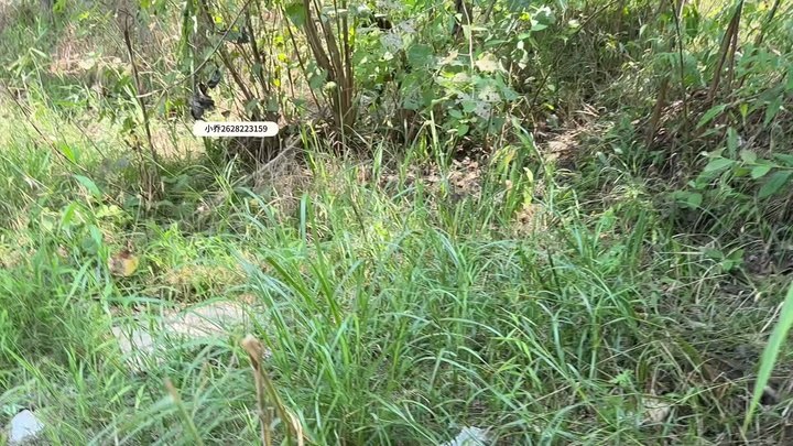 #小乔 野外树林河边捆绑 上面下面塞了什么自行脑补.mp4